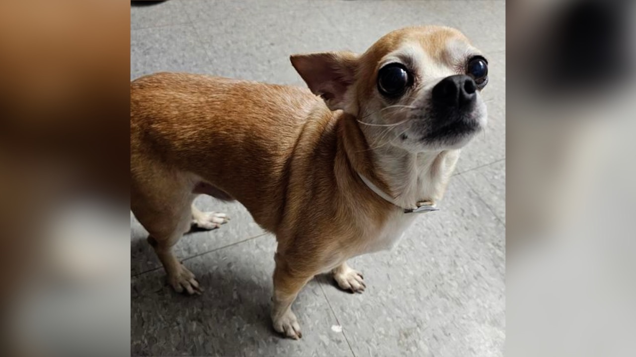 Shaka, Florida dog found WNY