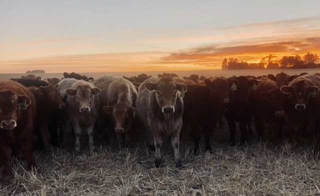 Casa Bovina Photo 1.jpg