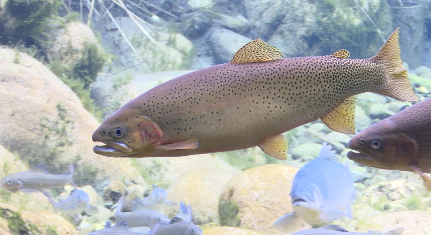 ANACONDA FISH HATCHERY .jpg