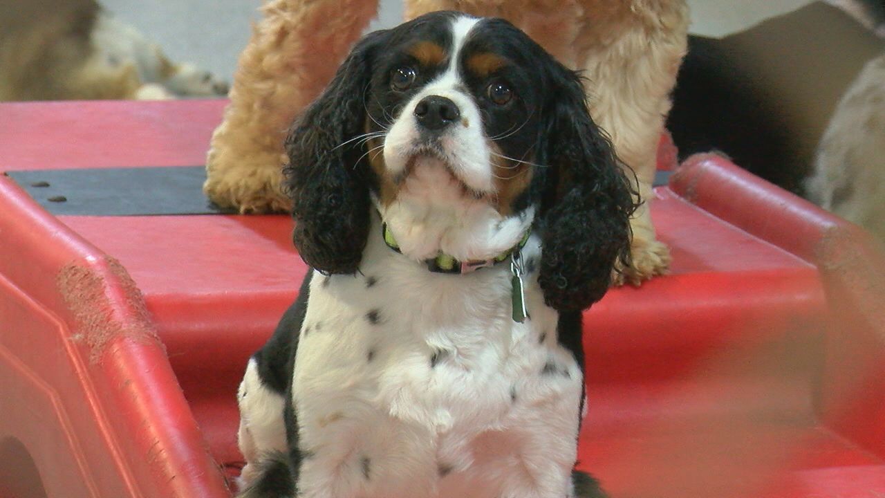 dog