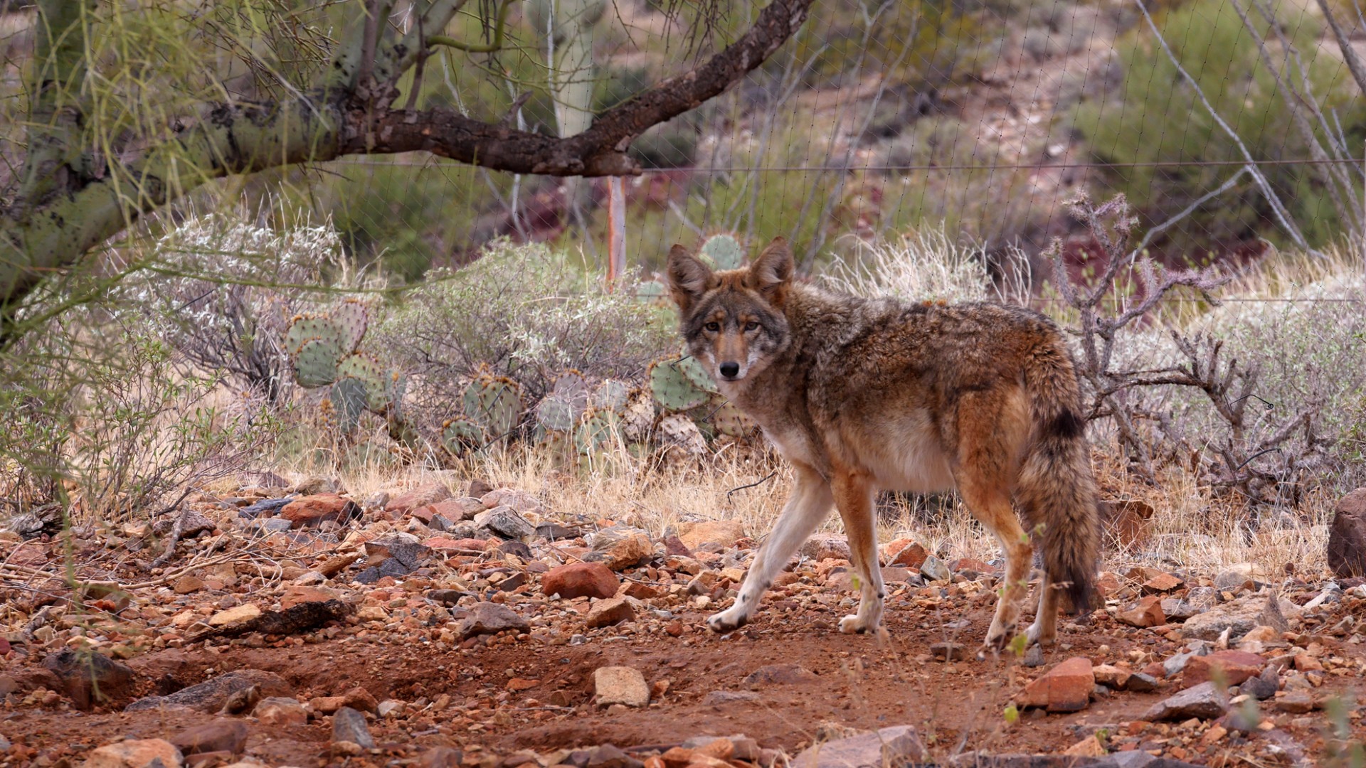 Coyote from Desert Museum