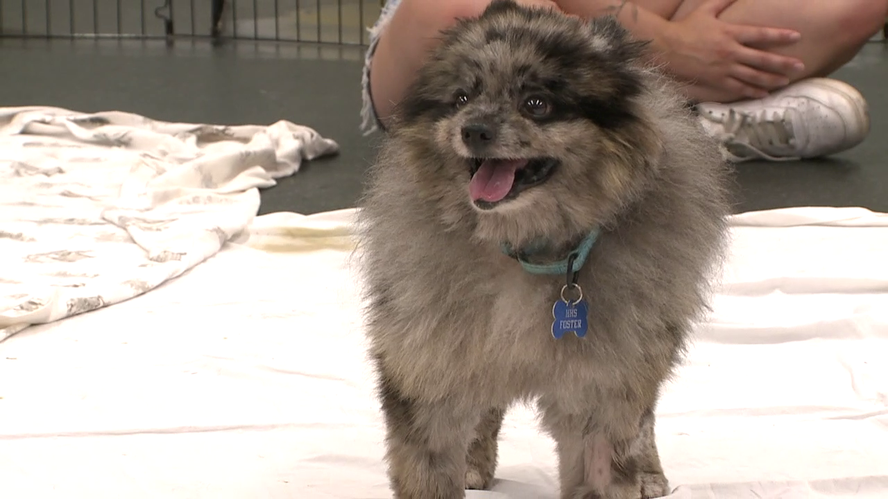 Harbor Humane Puppy Mill Adoption Event