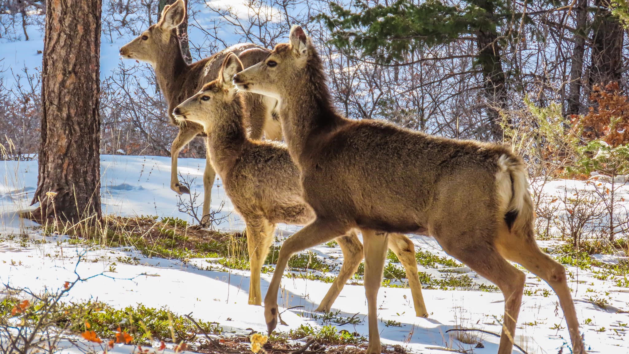 Carter Chavez mule deer douglas county