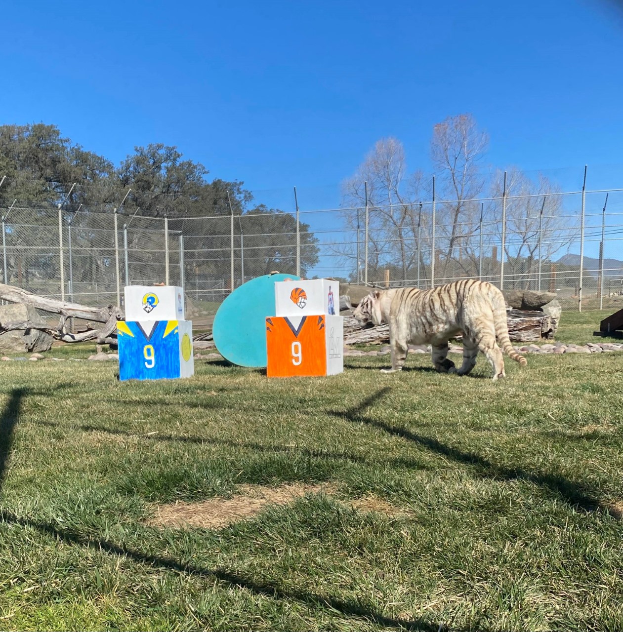 thumbnail_Nola Picks the Bengals_Courtesy Lions Tigers & Bears.jpg