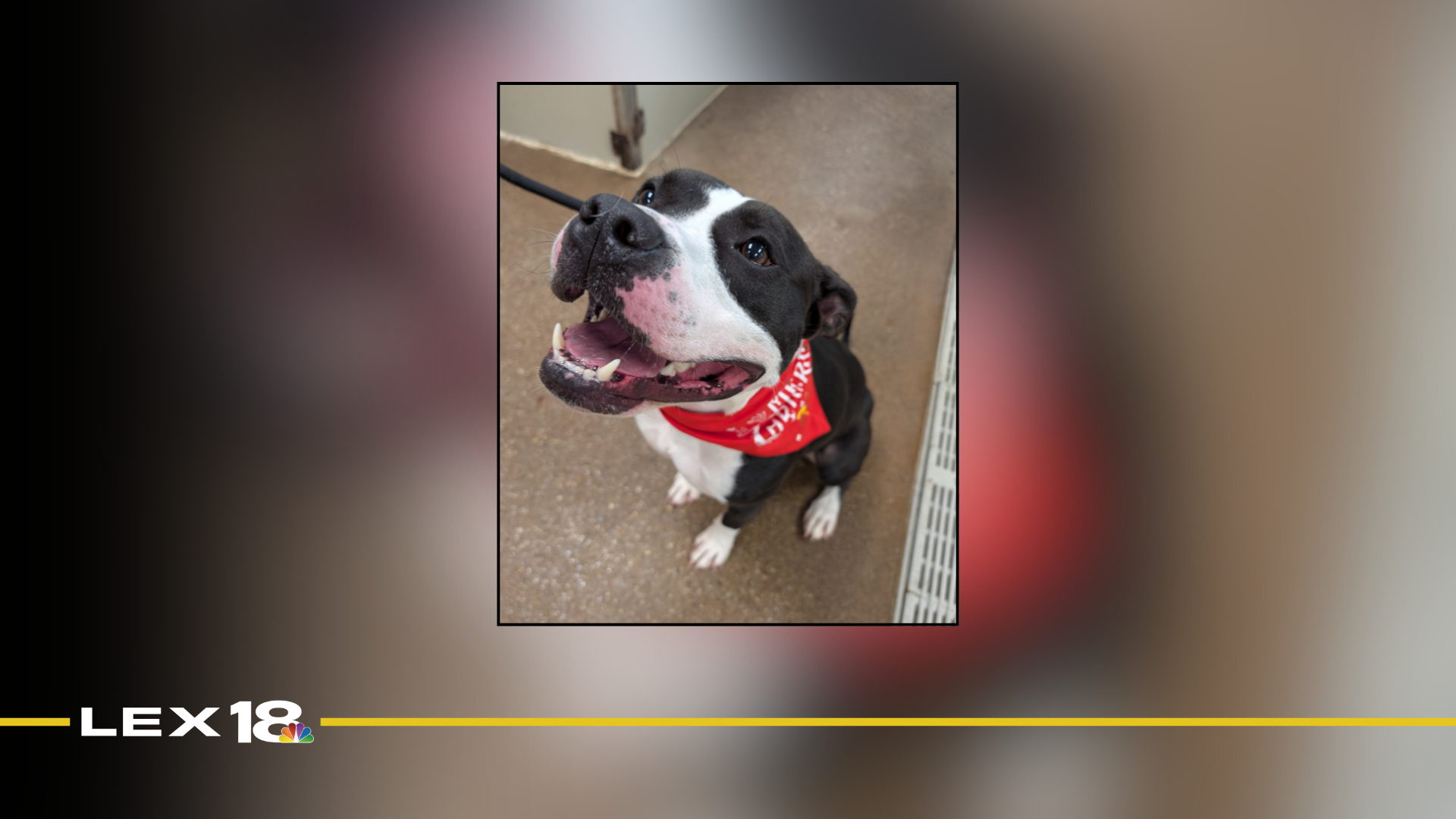 Featured Image Custom Edit (11).png