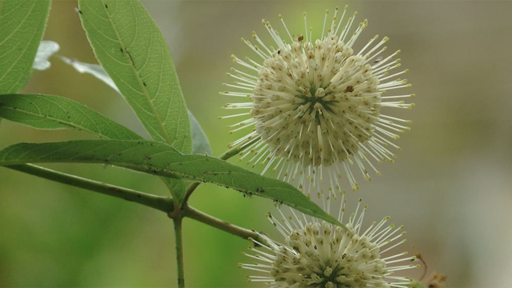 WPTV-NATIVE-GARDENING.jpg