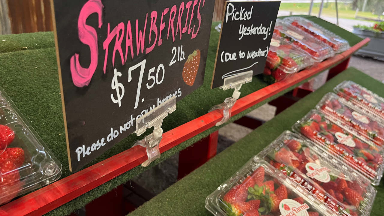 Florida citrus, strawberry growers prepare for cold Christmas weekend