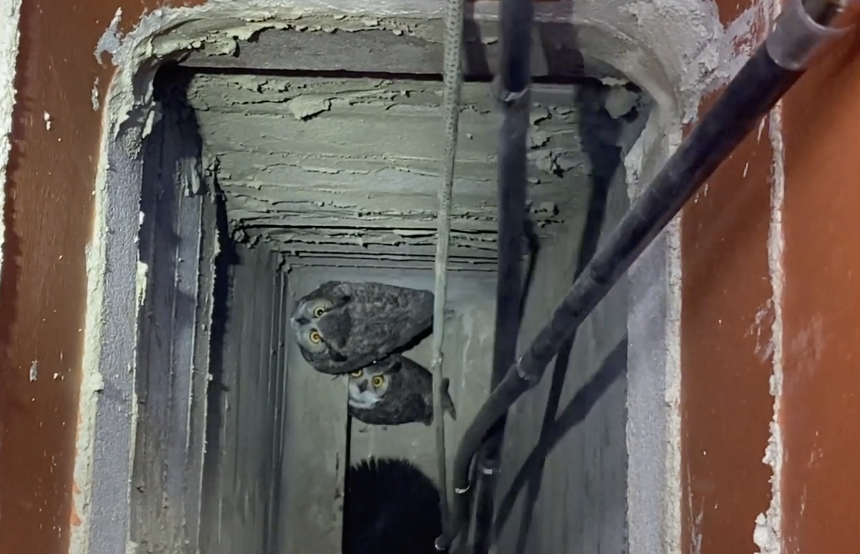 Owls rescued from chimney in Scottsdale