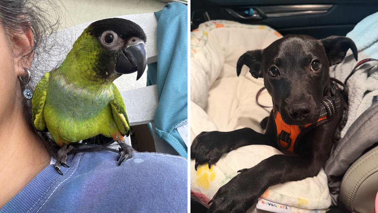 Rescues in Action