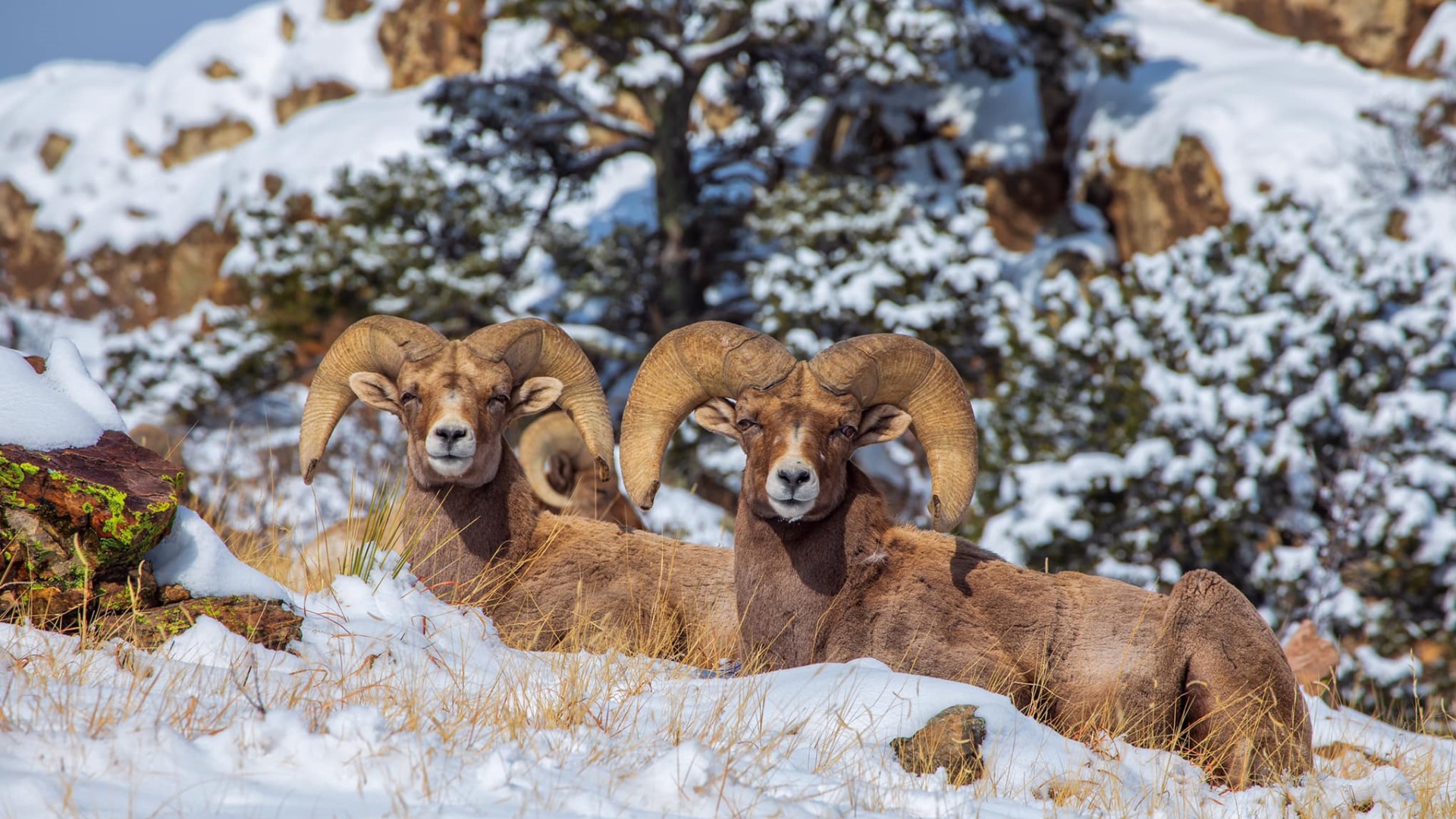 Bighorn sheep