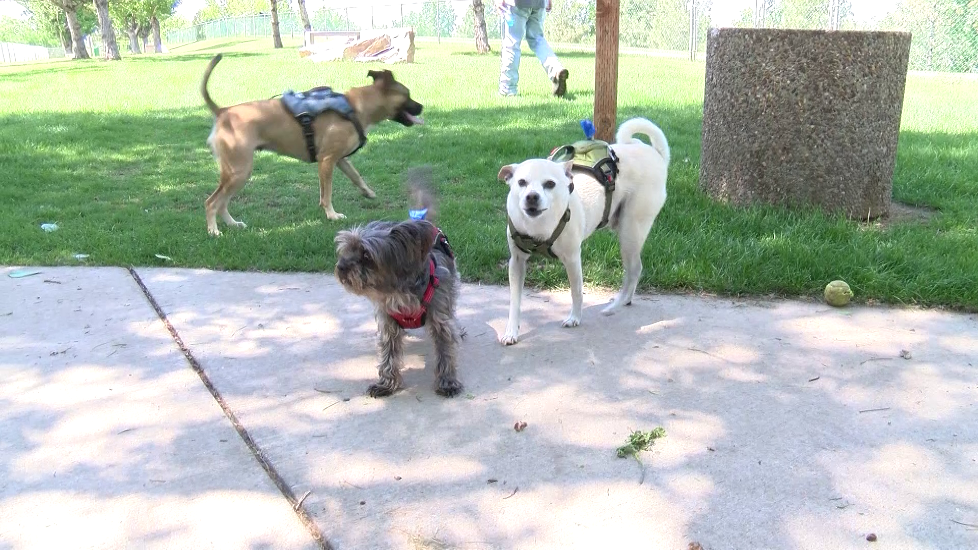 Great Falls Dog Park