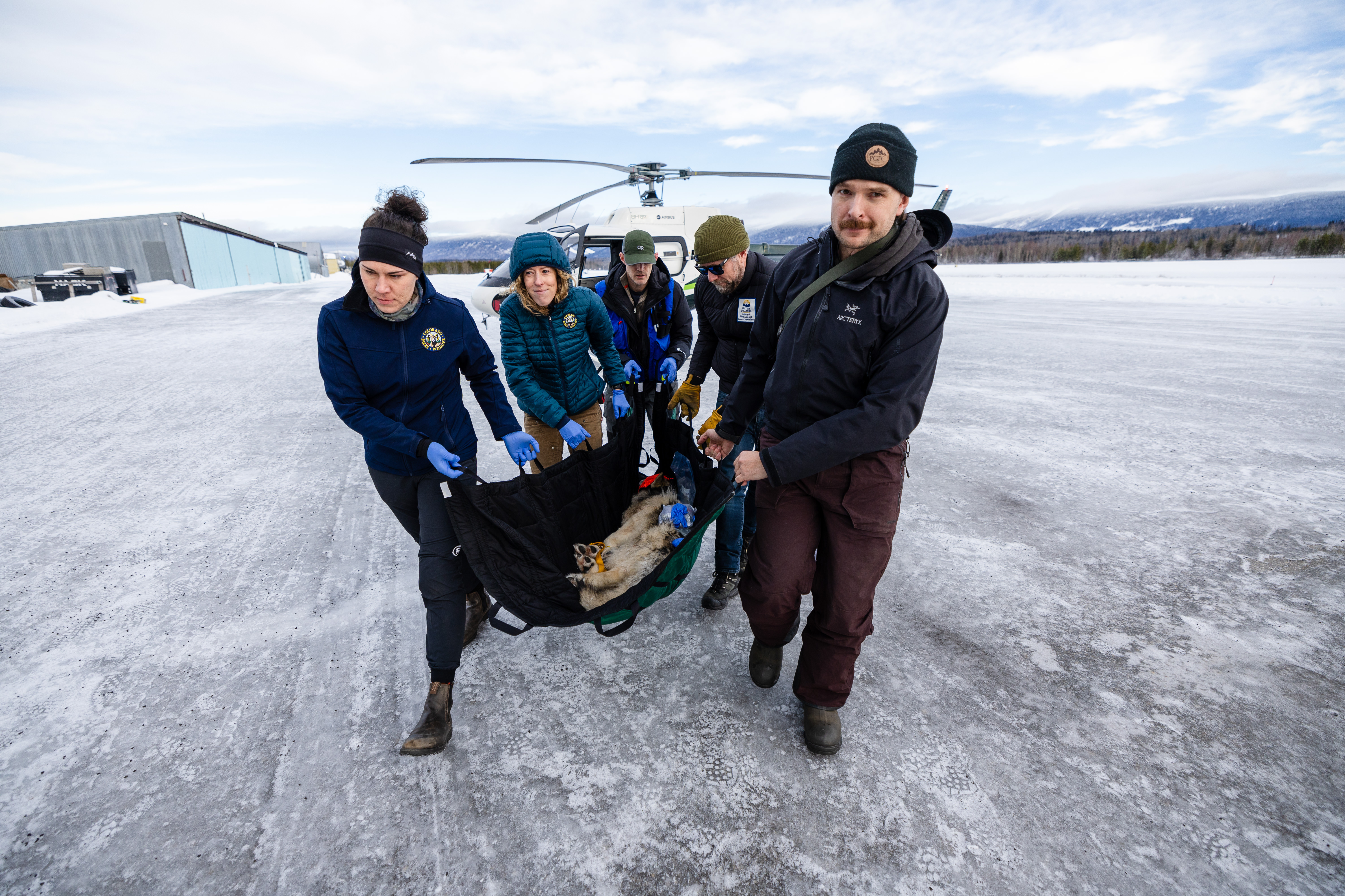 Staff transports a wolf from a helicopter in British Columbia_2025 release_colorado parks and wildlife