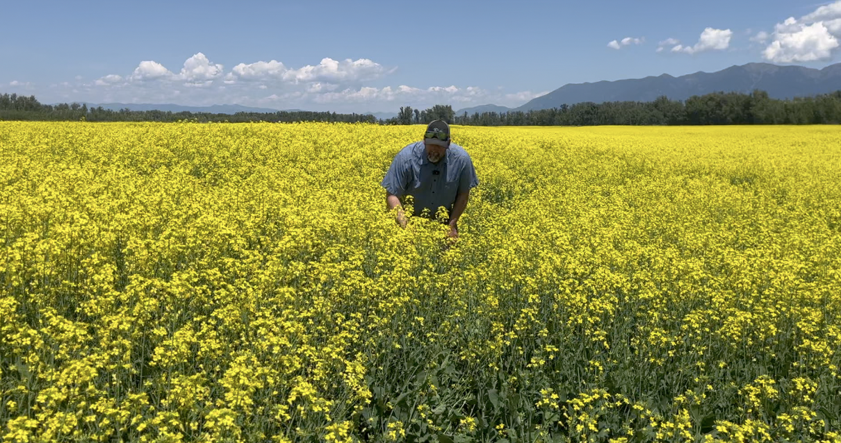 Canola bloom
