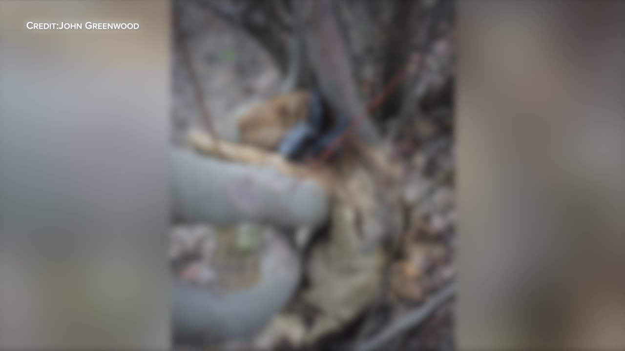 pit bull blurred.jpg