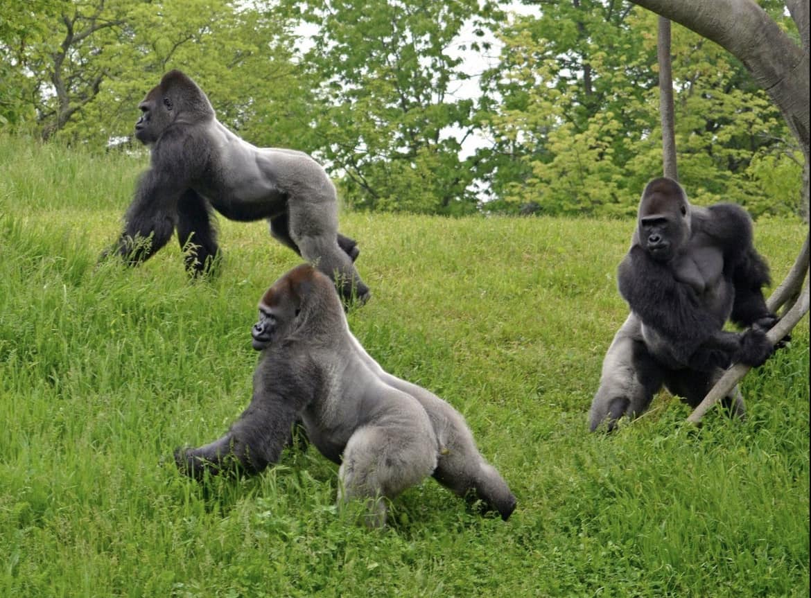 Detroit Zoo gorillas