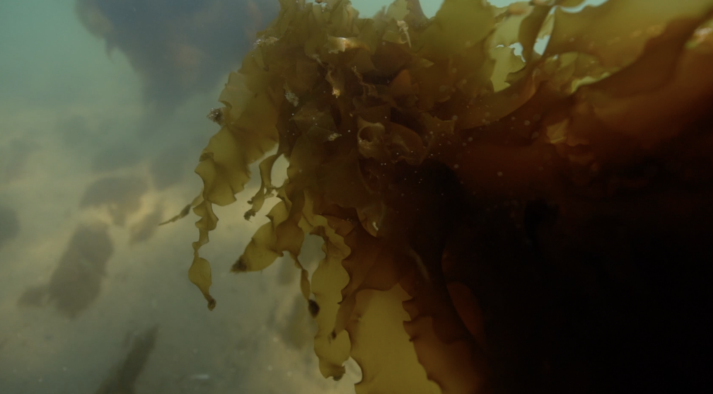 kelp