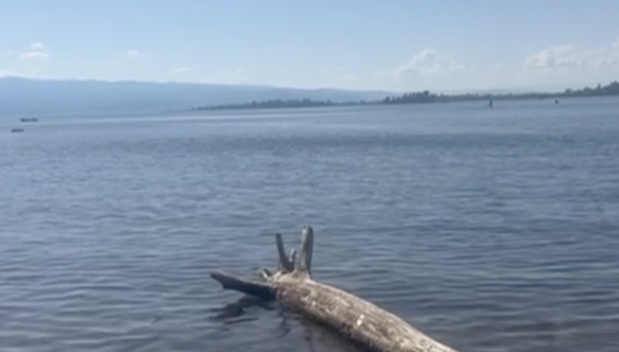 Flathead lake