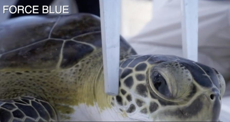 wptv sick sea turtle 2.PNG