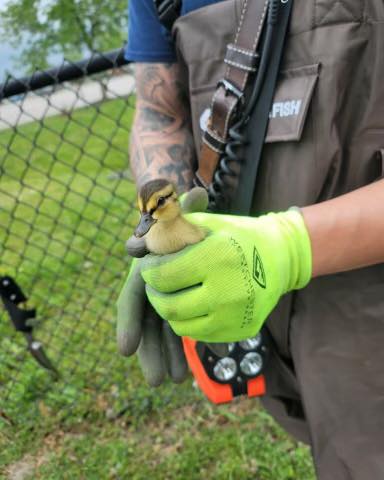 duck rescue norfolk fire rescue.jpg