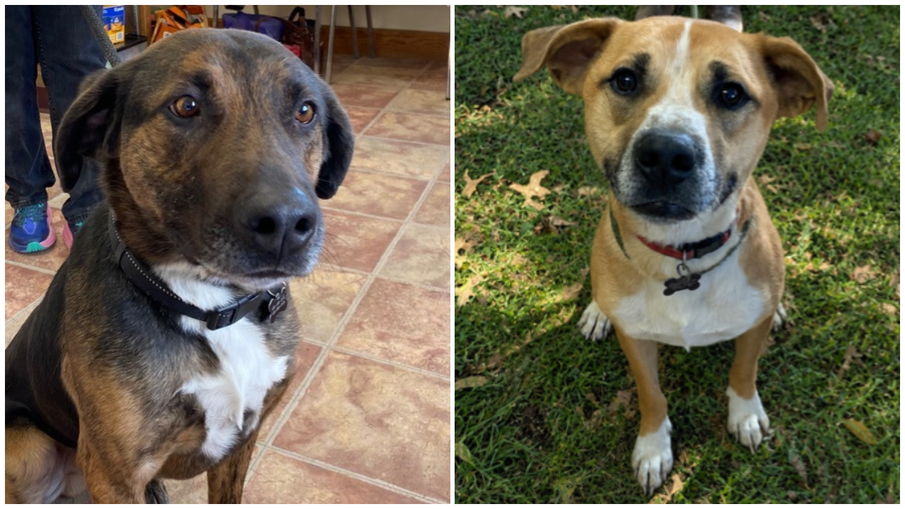 Adoptable Pets Of The Week: Dozer and River