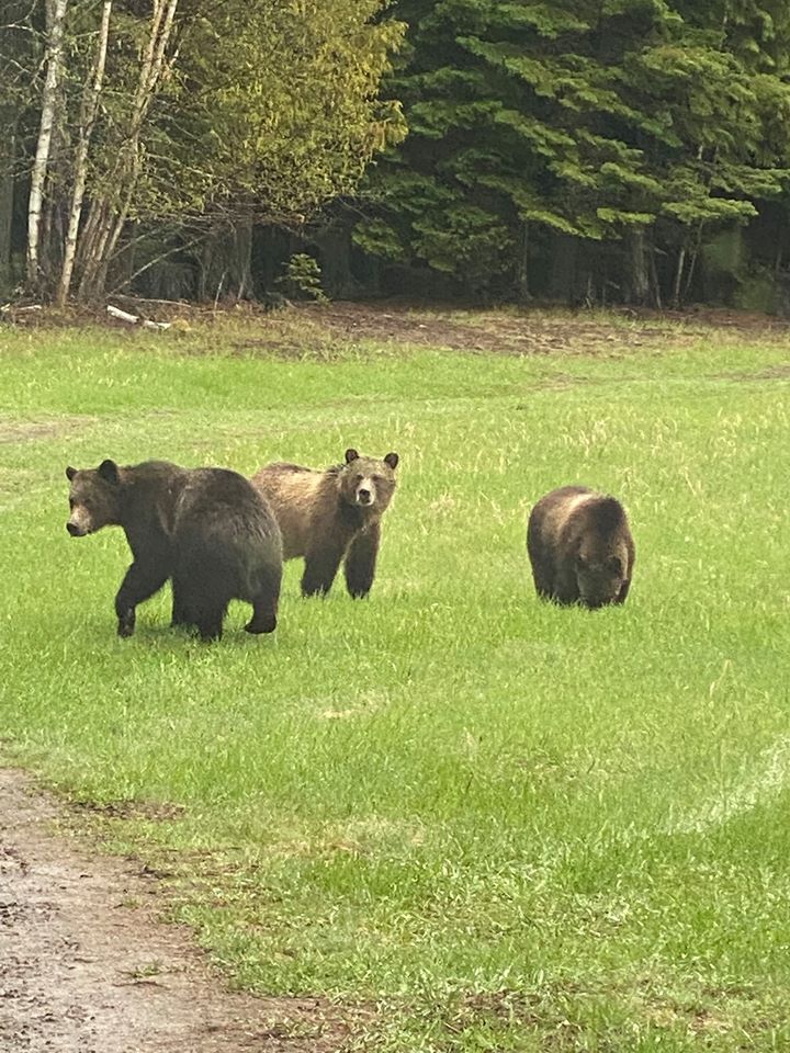 Bears.jpg