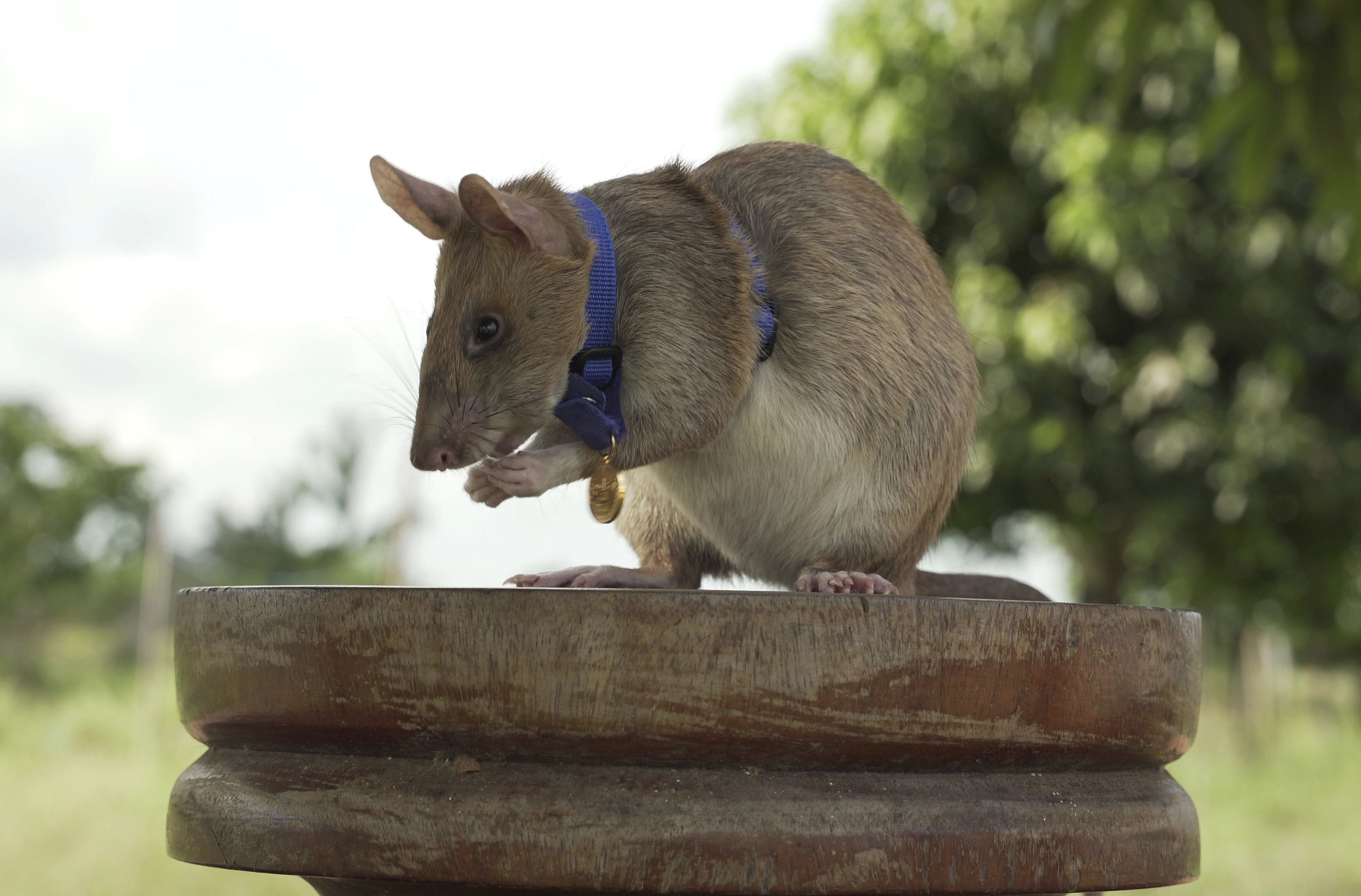 Giant rat wins animal hero award for sniffing out landmines in Cambodia