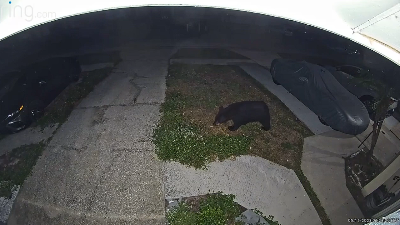 Carrollwood black bear Cynthia.png