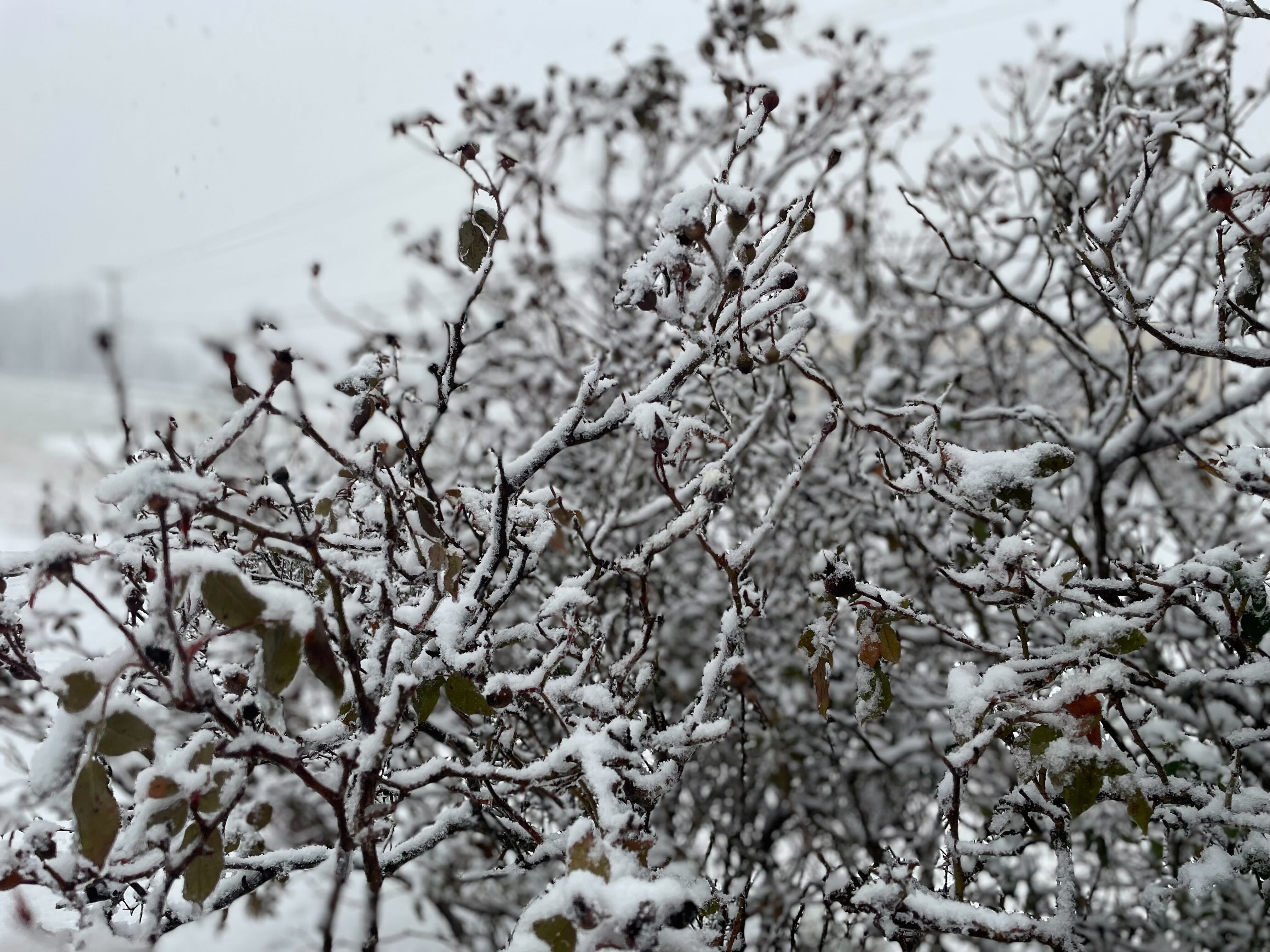snow ice on trees.jpg