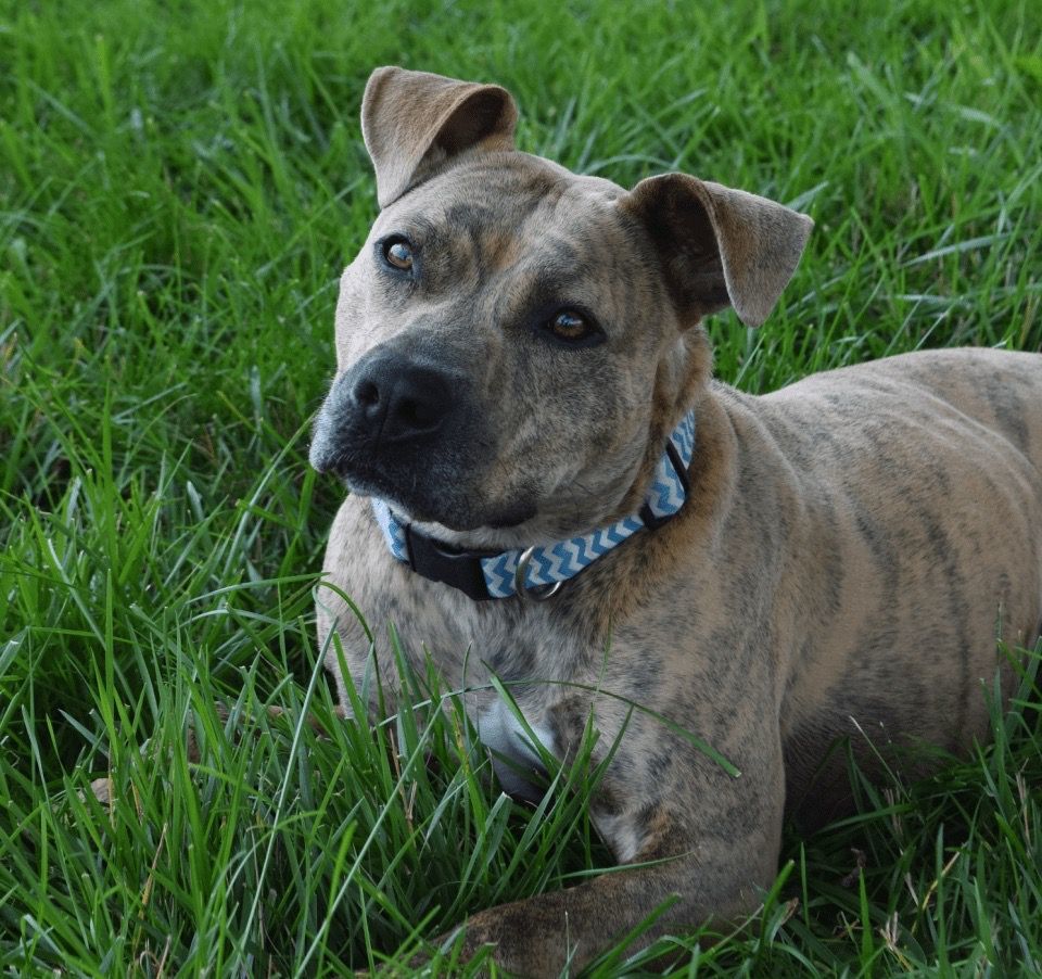 Dottie - laying in grass