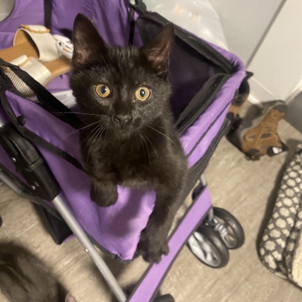 Pet Adoption Tuesday - Meet Dom - Harbor Humane Society