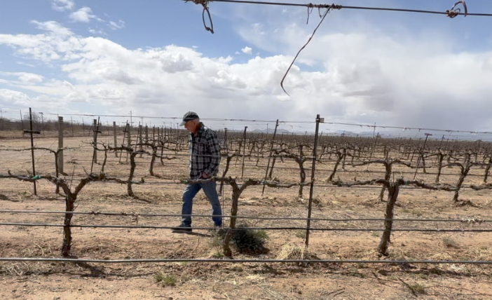 Pruning his business: Willcox wine maker preparing to sell vineyard after 25 years