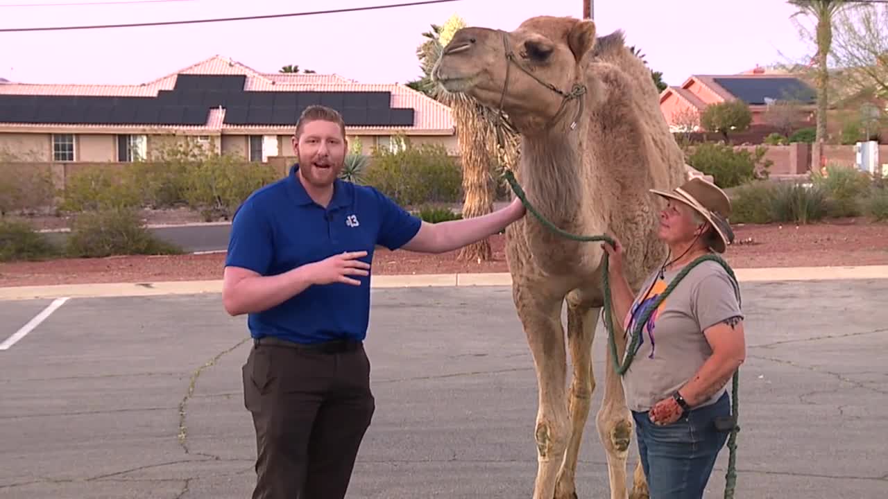 Henderson woman fights to keep her animals amid camel controversy
