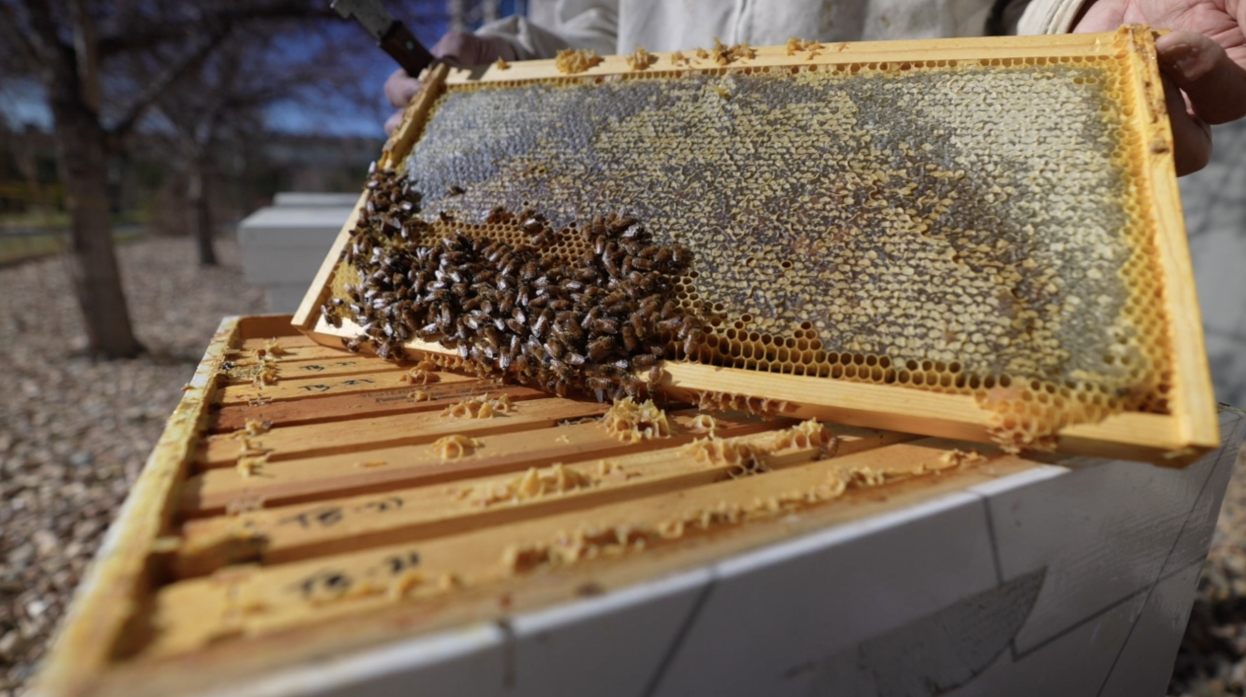 companies hosting beehives