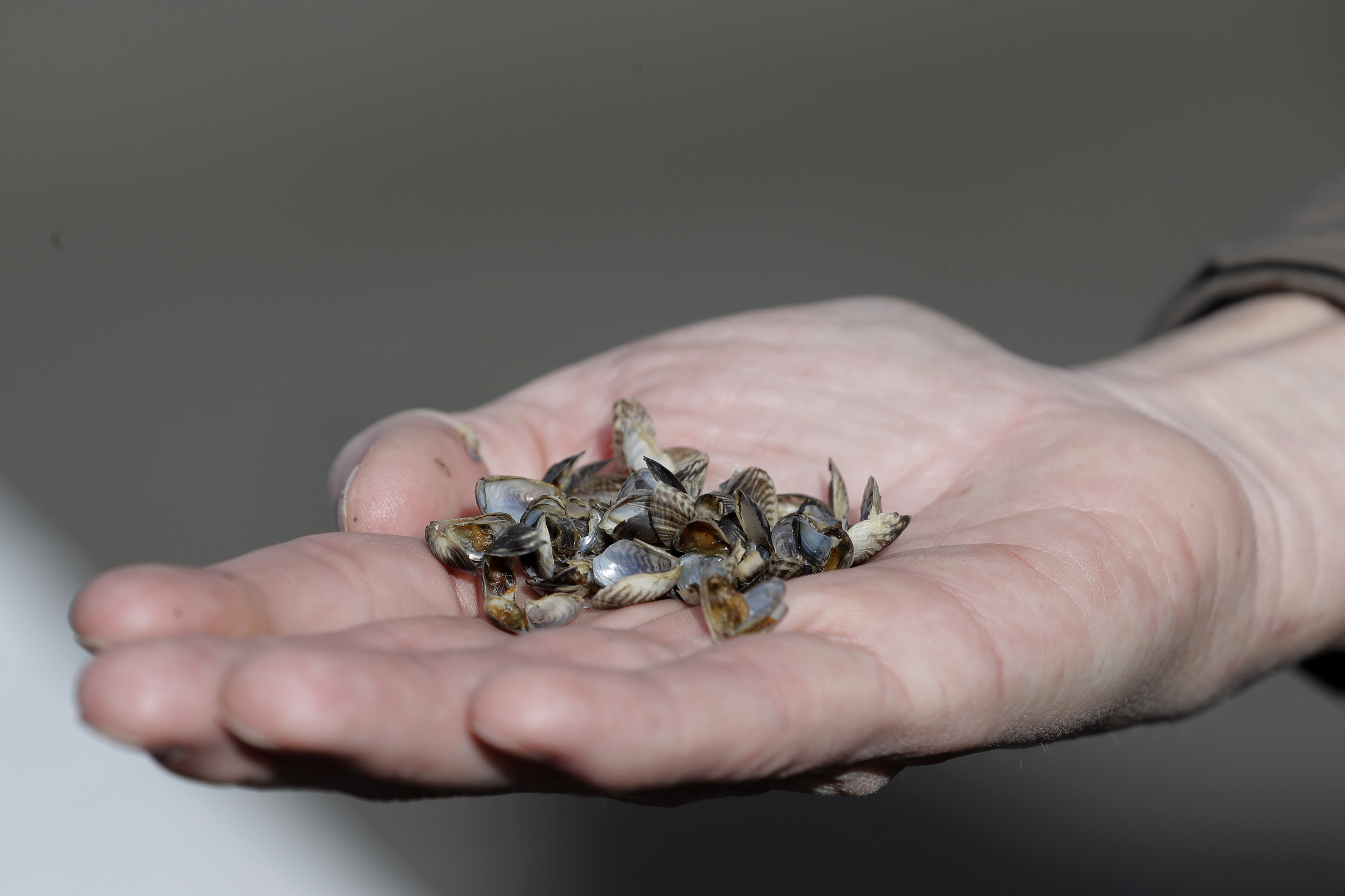 Invasive Species Mussels