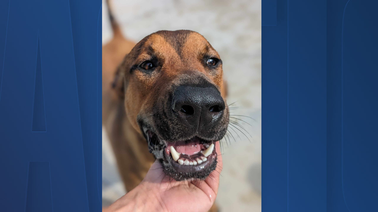 Rescues in Action: Liam