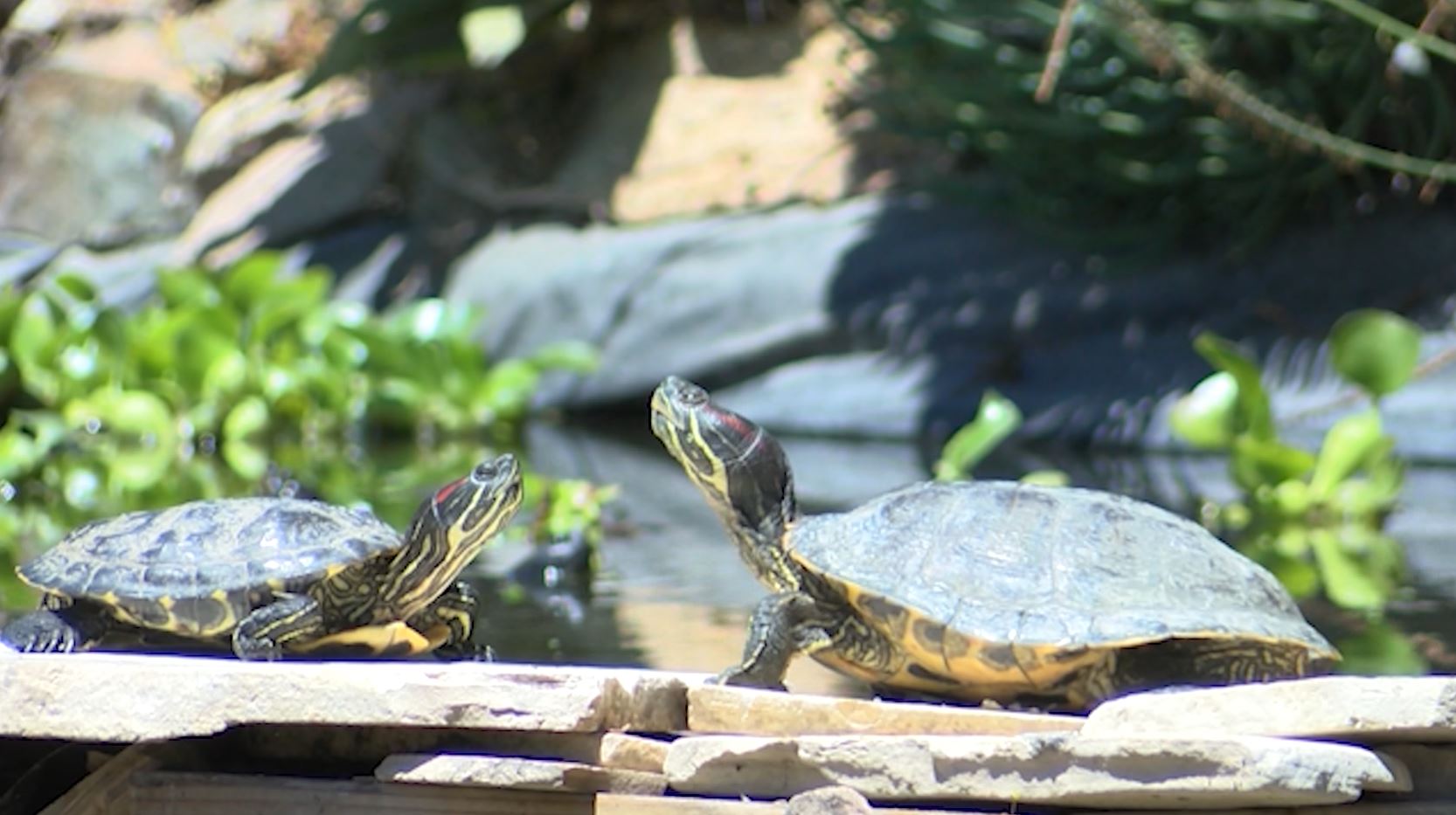 turtles.JPG