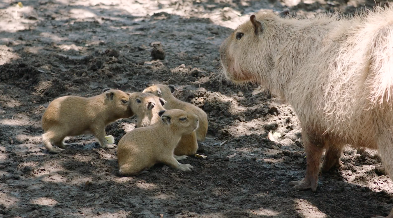 capybara
