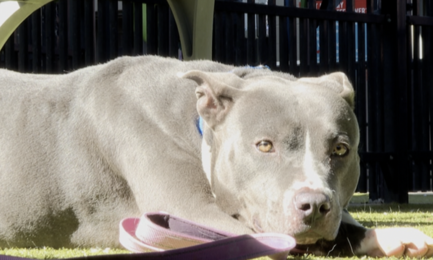 Dogs being returned after the holidays taking toll on local animal shelters