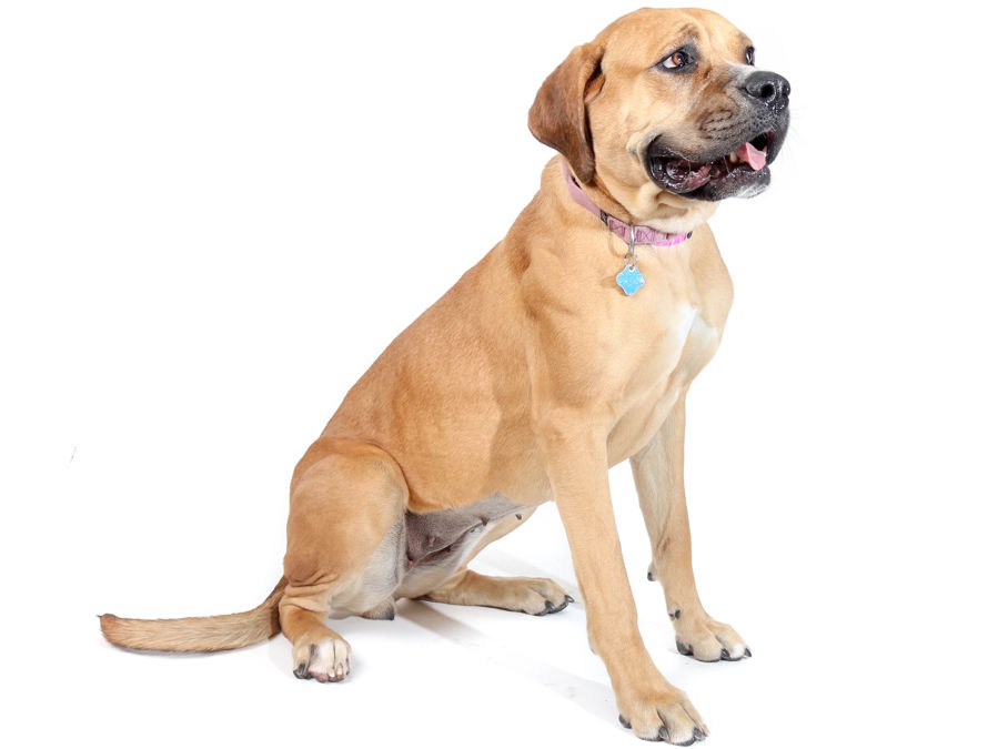 KNXV AAWL Dog Adoption.jpeg