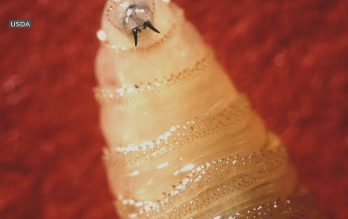 Flesh-eating parasite spreading in U.S.; Tennessee taking steps to keep it out