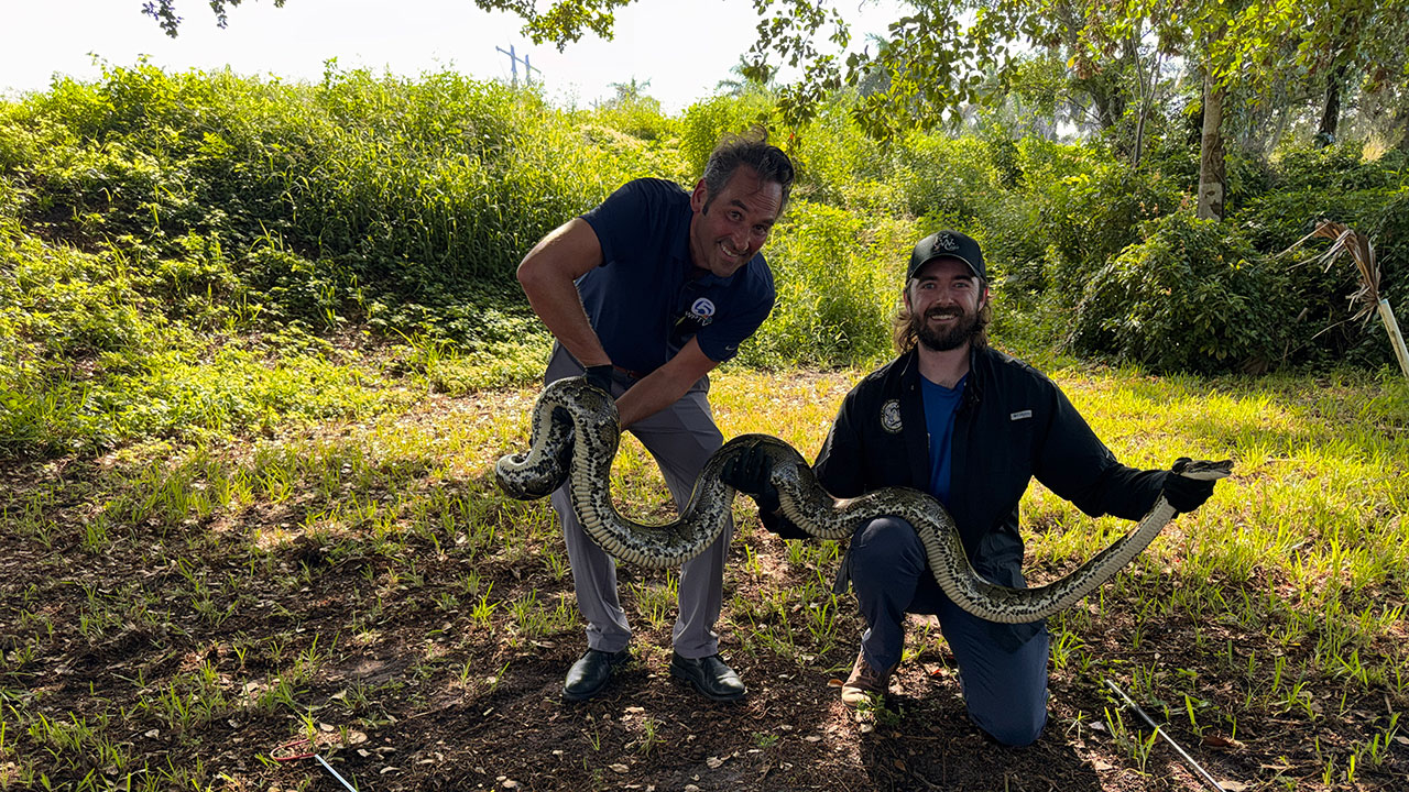 Walter Kelley Burmese python