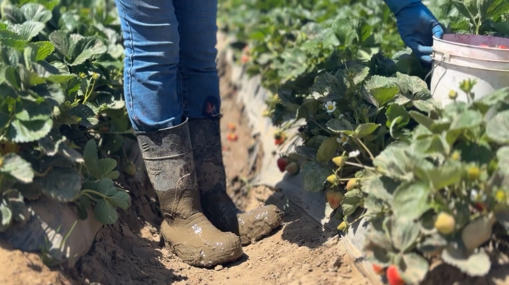 farmworker.jpg