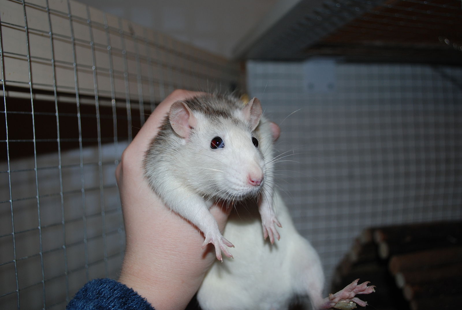 pet rat