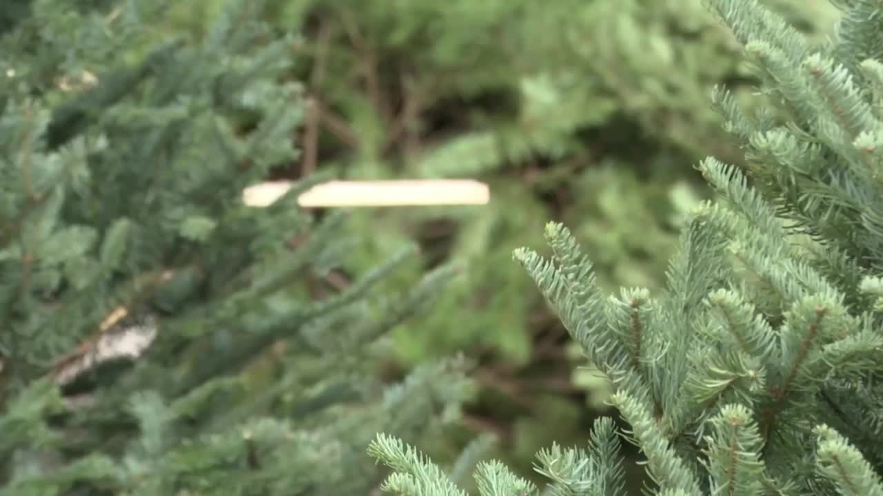 Christmas Tree 