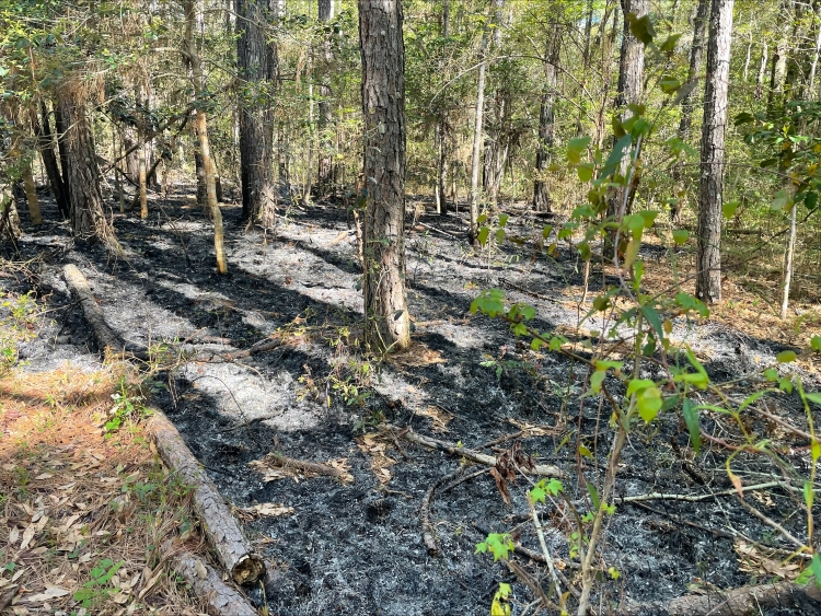 Fire-damaged-section-of-Fort-Raleigh-National-Historic-Site-website.jpg