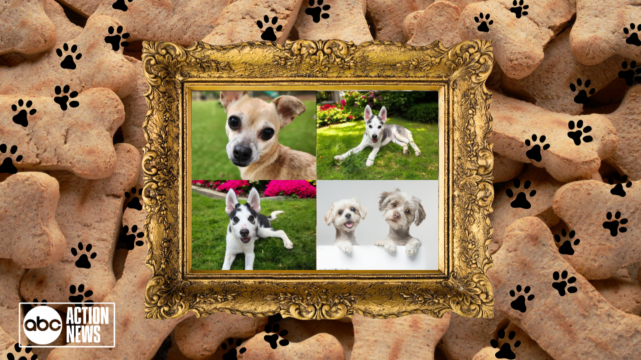 Rescues in Action Tips Why you should never shave a husky (8).png