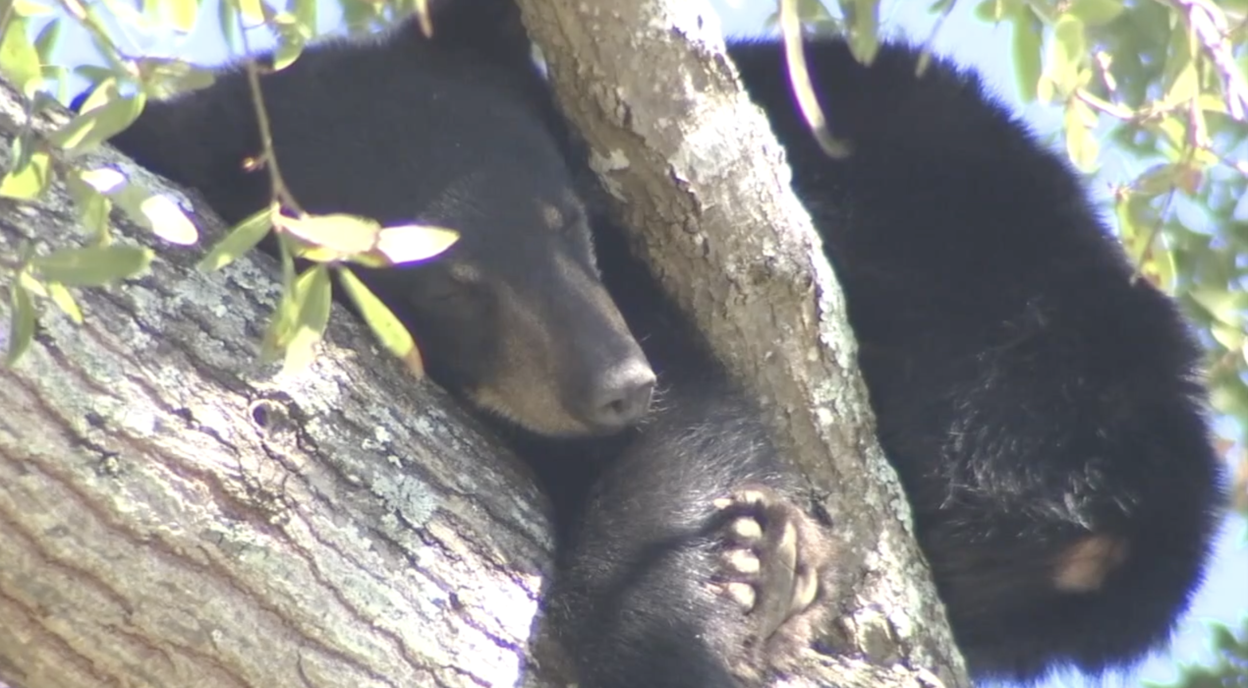 FIRST BEAR HUNT IN A DECADE: Florida's bear hunting season returns December 6