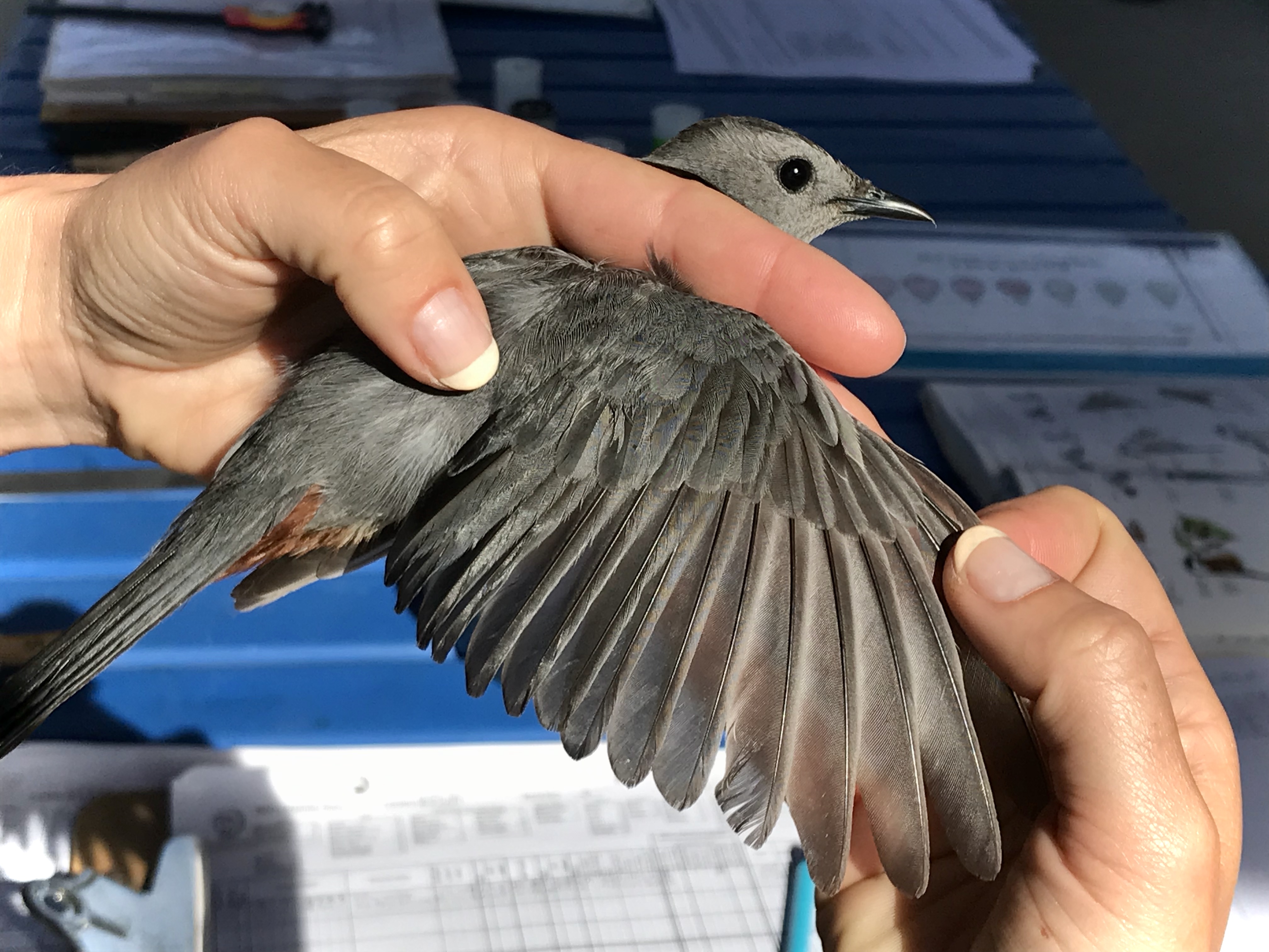 Gray Catbird captured and banded by University of Montana Bird Ecology Lab Avian Field Technician Boo Curry. 