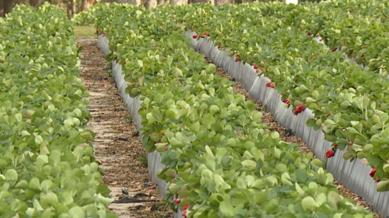 Crops at Astin Farms