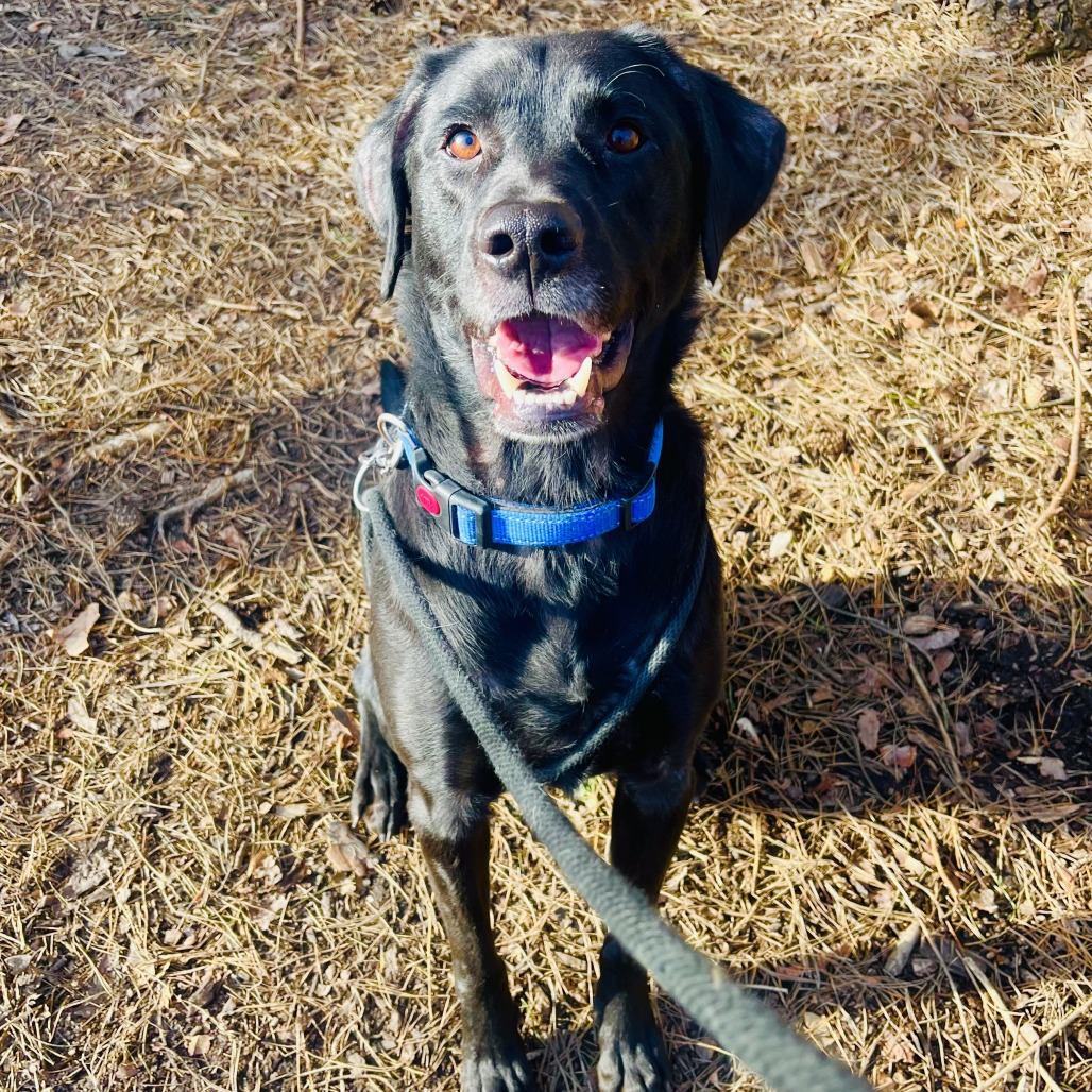 Pet Adoption Tuesday - Meet Jet from The Humane Society of West Michigan